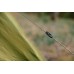 Намет Tramp Lite Wonder 2 olive UTLT-005, код: 11150