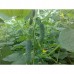 Огірок Регал f1, 1 г, код: 3271