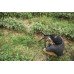 Підзорна труба Vortex Crossfire HD 12-36x50 AN (CF-50A), код: 9840
