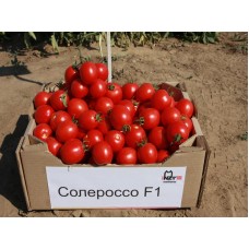 Солероссо F1 NZ, 1.000 шт
