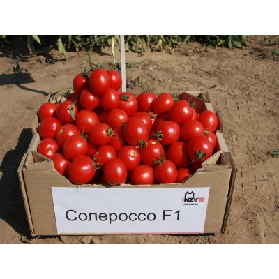Солероссо F1 NZ, 1.000 шт, код: 2118