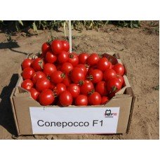 Солероссо F1 NZ, 1.000 шт