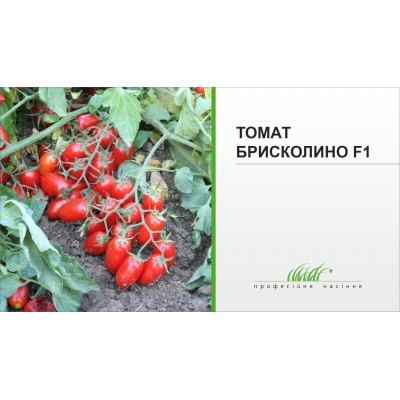 Томат Брісколiно f1 ug, 1.000 шт, код: 3339