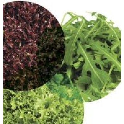 Салатна фантазія (Експедишн, Вінтекс, руккола) 30 шт, код: 4557